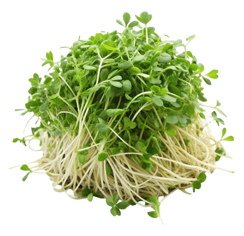 Alfalfa ingredient