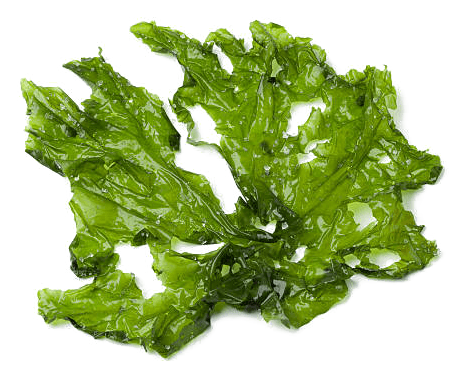 Algae ingredient