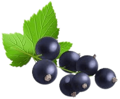 Blackcurrant ingredient