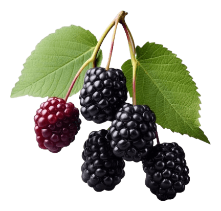 Mulberry ingredient