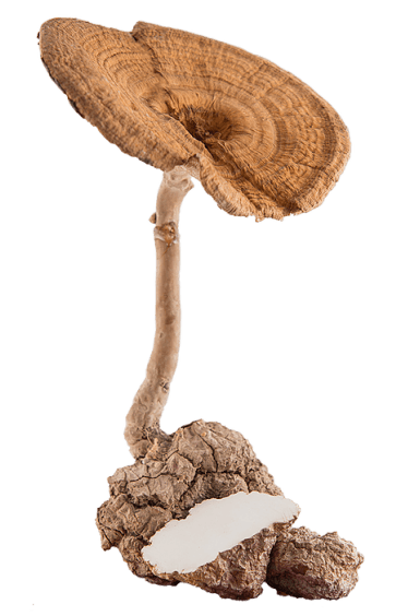 Tiger Milk Mushroom ingredient